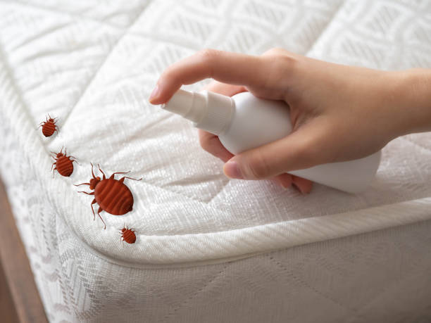 Best Mosquito Control Services  in Ellijay, GA