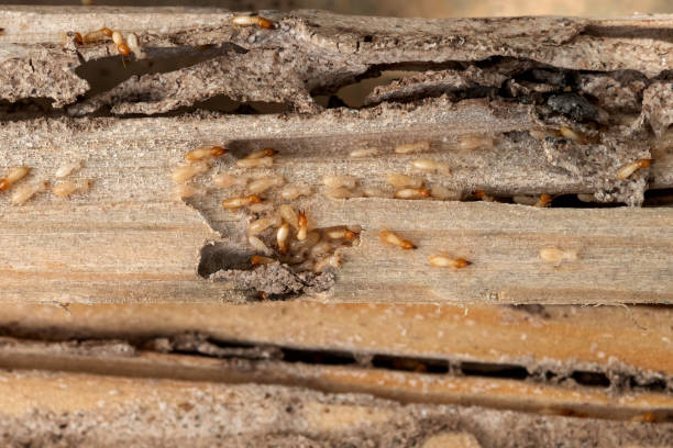 Best Bed Bug Extermination  in Ellijay, GA
