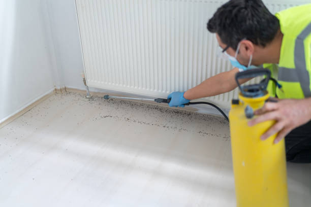 Best Local Pest Control Services  in Ellijay, GA