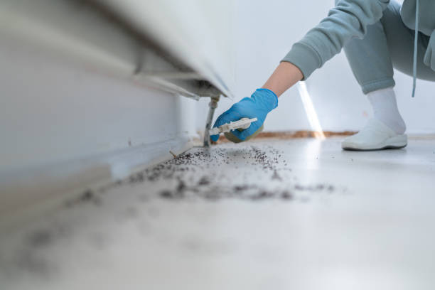 Best Local Pest Control Services  in Ellijay, GA